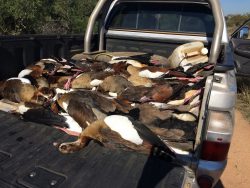 150 Geese Poisoned At Mjejane